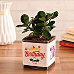 Ficus Compacta Plant In Happy Birthday Vase