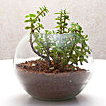 Jade Plant Terrarium In Glass Vase
