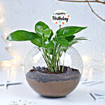 Money Plant Blossom Delight